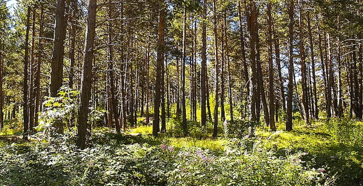 Nowe trendy w hotelarstwie: Hotel na drzewie