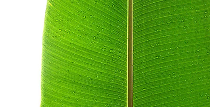 Zielone podróże służbowe