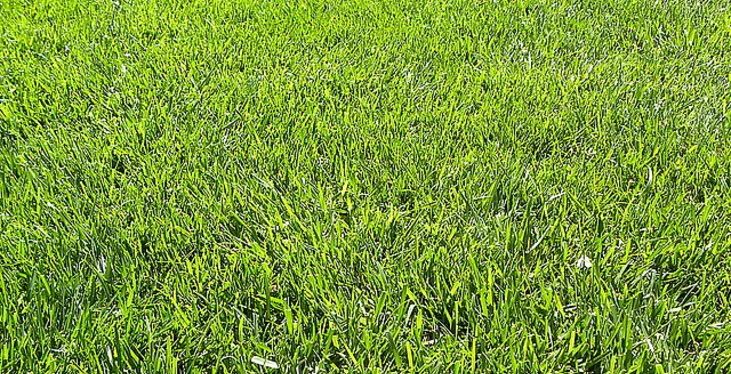 Inspiracje ze świata: Trawa w sali konferencyjnej