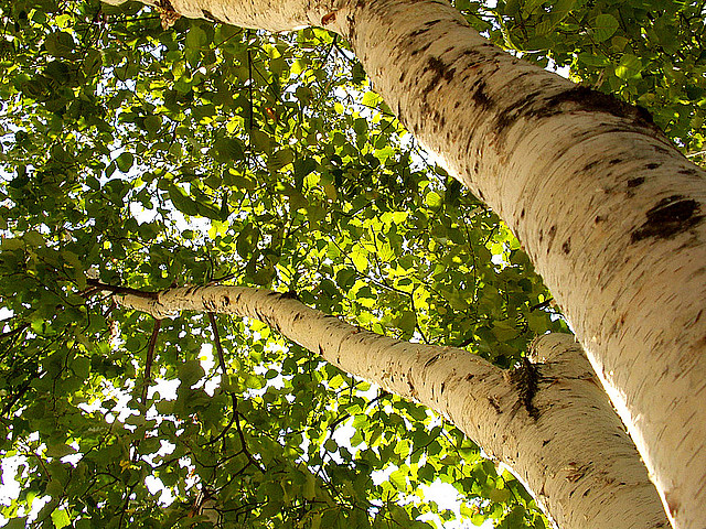 Inspiracje ze świata: Scandic rezygnuje z plastiku