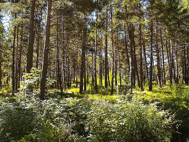 Nowe trendy w hotelarstwie: Hotel na drzewie