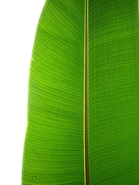 Zielone podróże służbowe