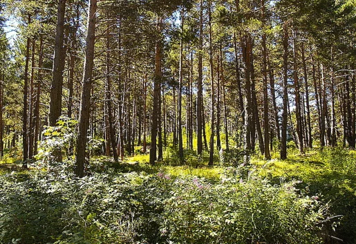 Nowe trendy w hotelarstwie: Hotel na drzewie