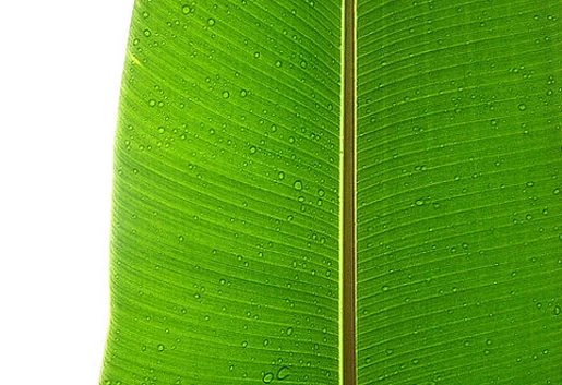 Zielone podróże służbowe