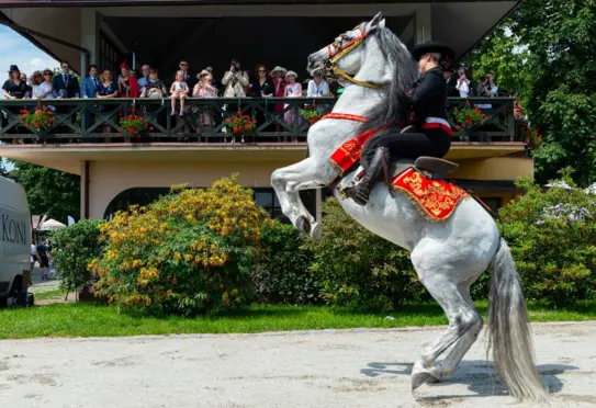 Wrocławski Tor Wyścigów Konnych - Partynice - zdjęcie 6