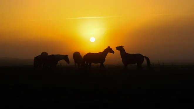 Dostęp do jeziora. Ponad 80 koni