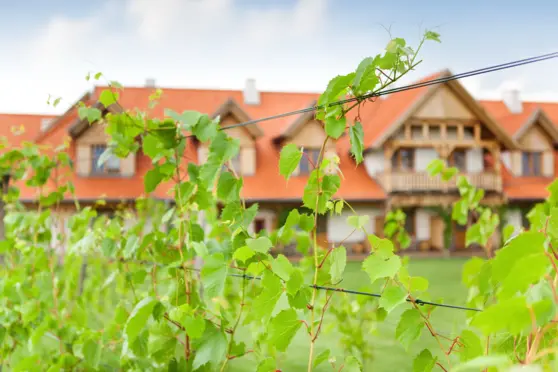 Hotel Głęboczek Vine Resort & Spa - zdjęcie 6