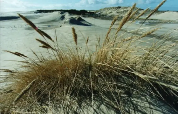 Wydmy ruchome i Słowiński Park Narodowy
