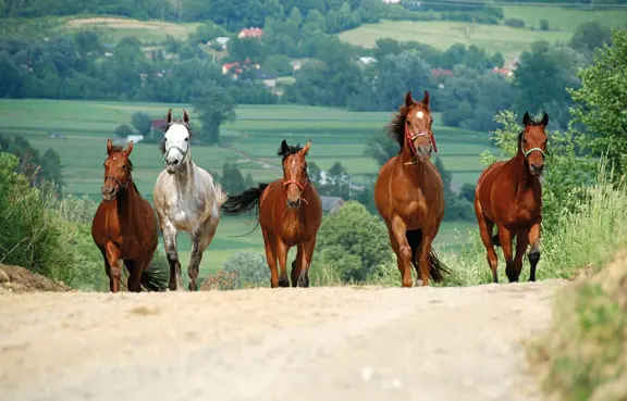 Ośrodek Jeździecki