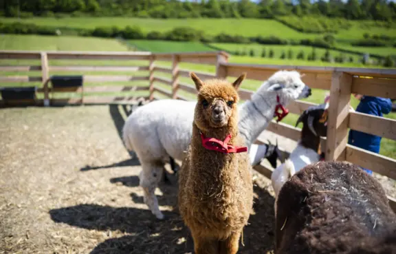 Zagroda Dosłońce-mini zoo