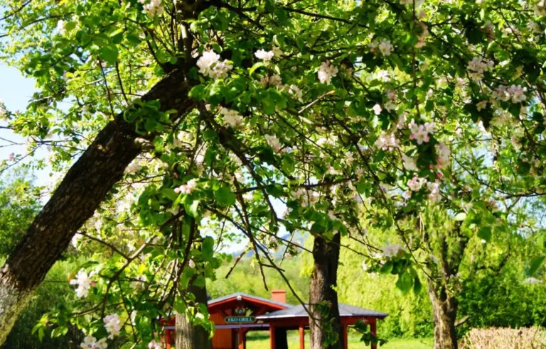 Resort Dworzysko - photo 1