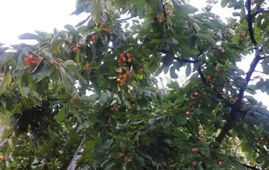 Hotel Willa Park - zdjęcie 2