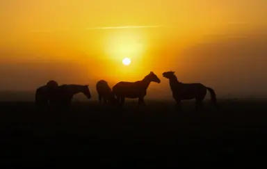 Dostęp do jeziora. Ponad 80 koni