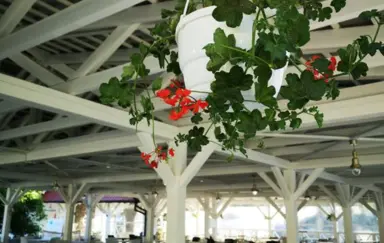 Klub Mila Kamień - photo 2