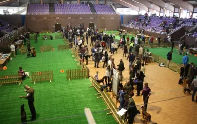 Wystawa Psów Rasowych