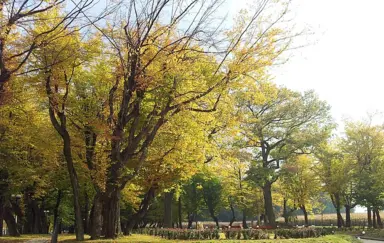 Pałac Kotulińskich - OBIEKT ZAMKNIĘTY - zdjęcie 3