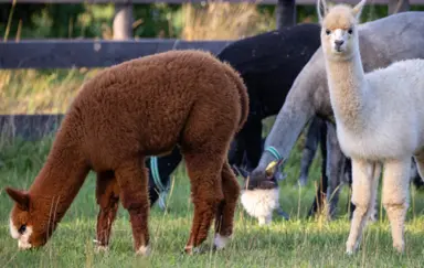 Dwór w Zgniłym Błocie